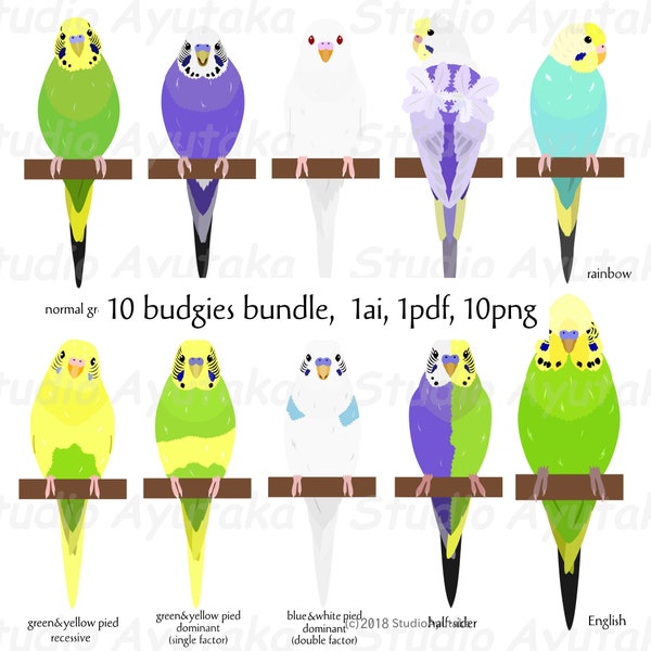 10 types of Budgie bundle, ai, pdf, png