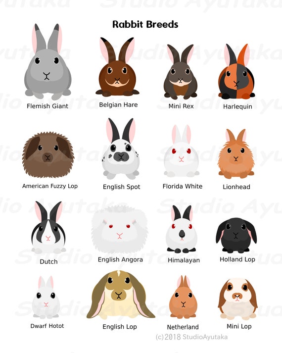 Funny Rabbit Tee, Cute Pocket Dwarf Hotot Bunny T-Shirt Funny Rabbit Tee, Cute Pocket Dwarf Hotot Bunny T-Shirt