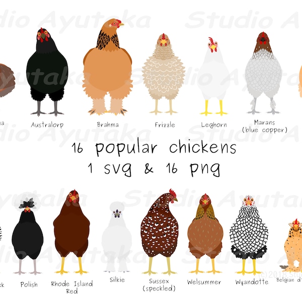 16 Popular Chickens Clipart Set – Hand-Drawn Digital Illustrations