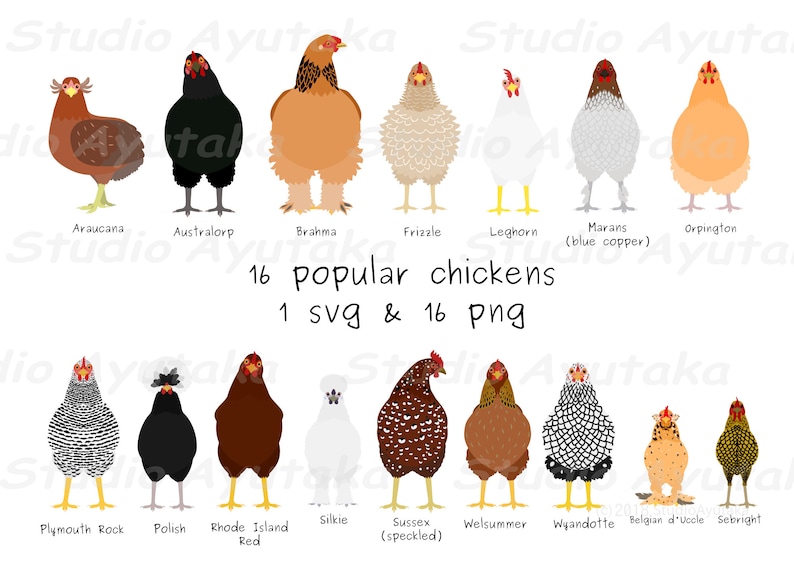 16 popular chickens bundle, svg, png 画像 1