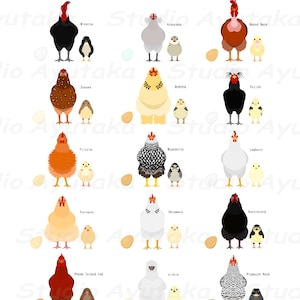 15 chicks and eggs by breeds , svg, png, jpg, 16*20''
