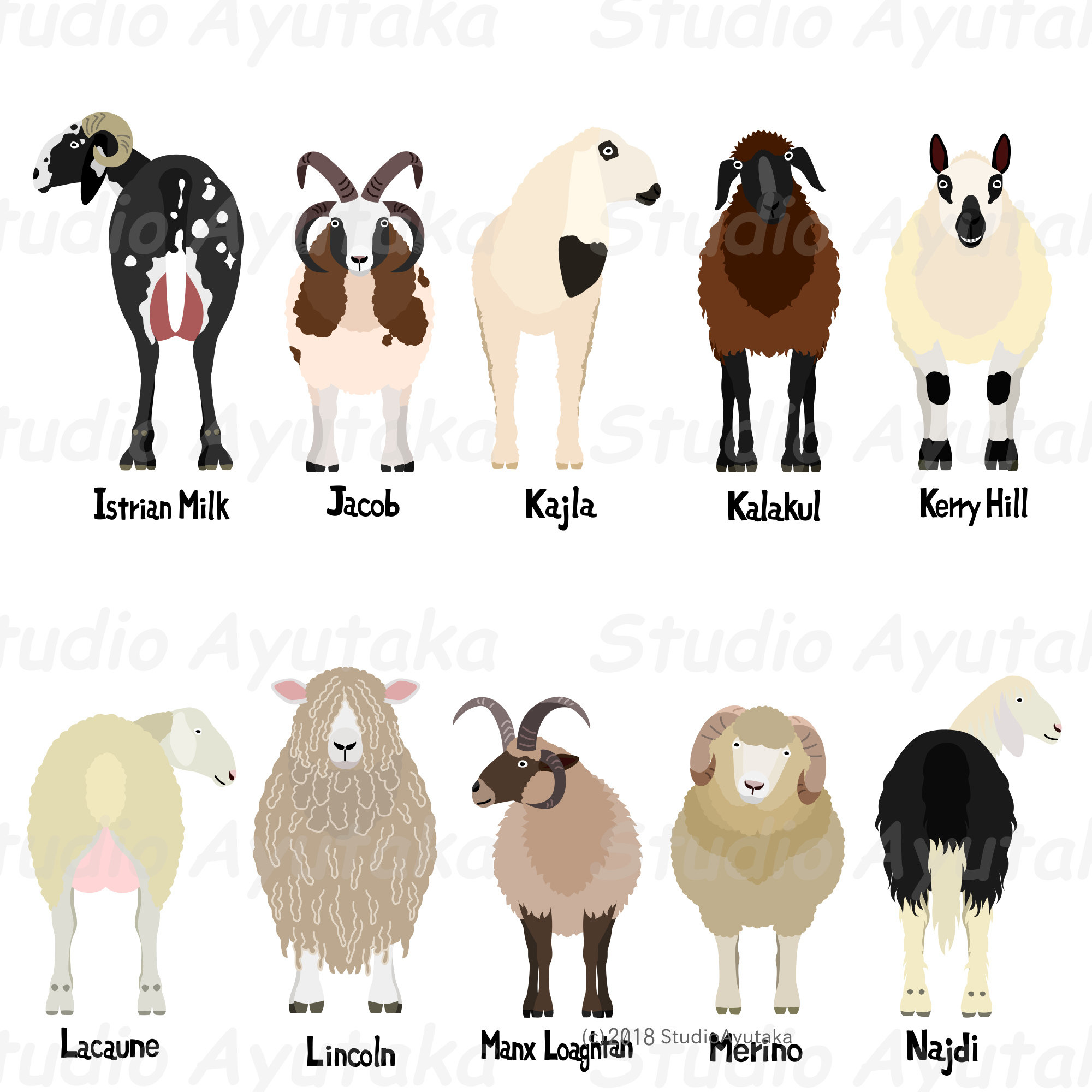 Buy A~Z 49 Breeds Sheep Big Bundle - Hand-drawn Clipart Set (PNG