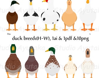 duck breeds(H~W), ai, pdf, png