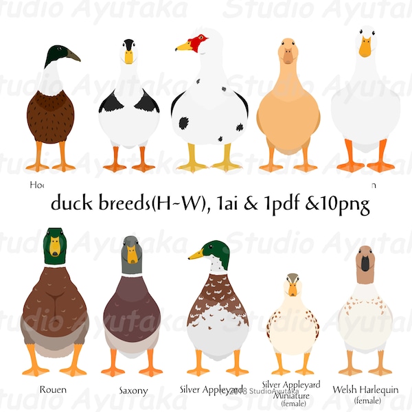 duck breeds(H~W), ai, pdf, png