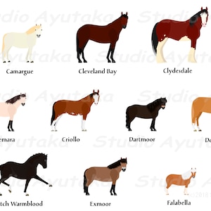 Horse Breed CF Bundle, Ai, Pdf, Png - Etsy