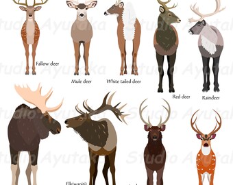 9 Deer Breeds Bundle, Png, Ai, Pdf - Etsy Finland