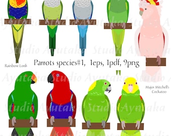 Parrot species#1, eps, pdf, png, illustration, digital drawing, handmade