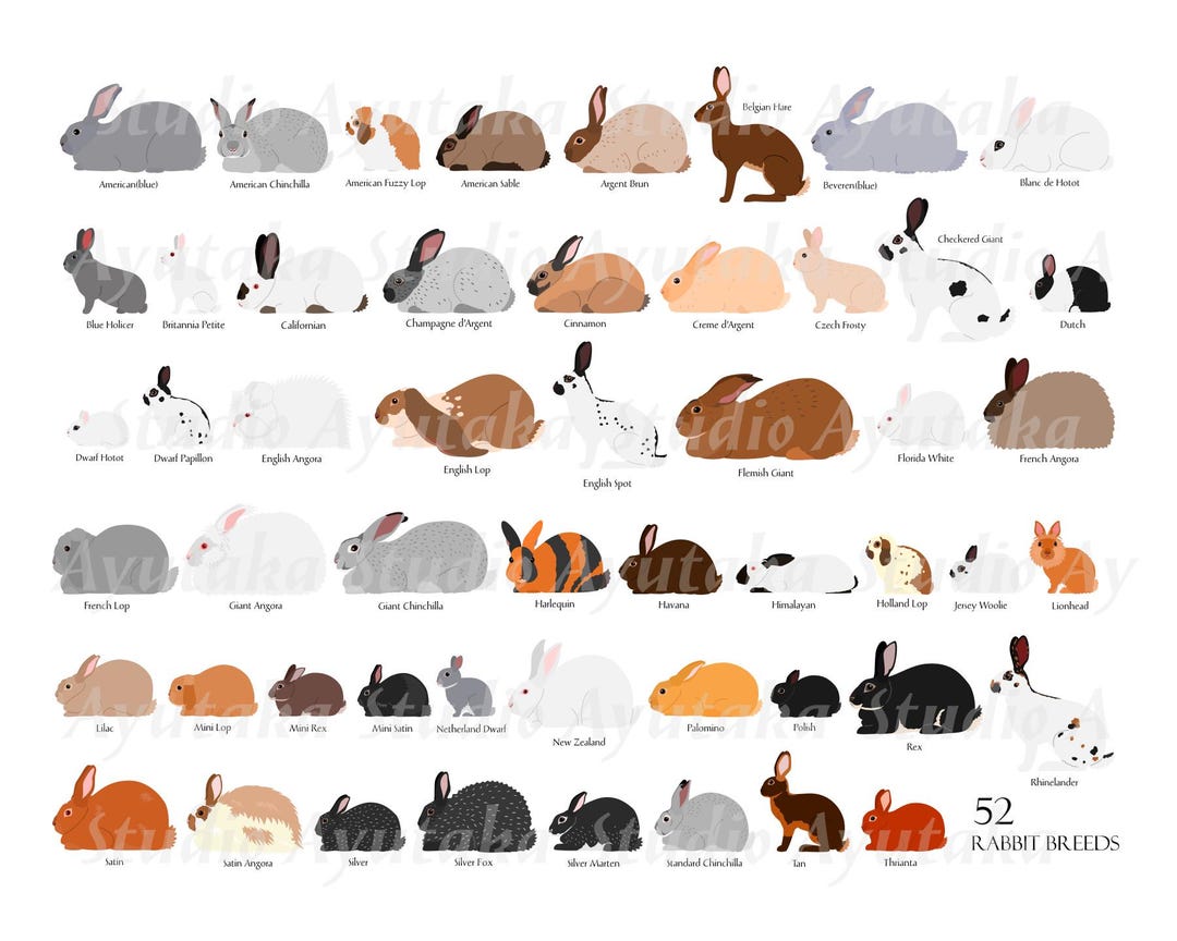 52 Rabbit Breeds Digital Chart, 16*20''printable Chart, Pdf, Png, Svg ...