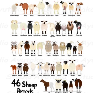 Katie Green Washi Tape Set British Sheep Breeds I Making Stories - Making  Stories - Knitting Sustainably.
