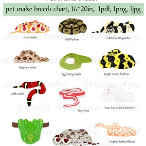 May include: Chart of 10 different pet snake breeds, each illustrated with a cartoon image of the snake. The breeds are: Corn Snake, Ball Python, California Kingsnake, Hognose Snake, Egg-Eating Snake, Jungle Carpet Python, Milk Snake, Rosy Boa, Texas Rat Snake (Leucistic), Green Tree Python, Boa Constrictor, and Gopher Snake (Albino).