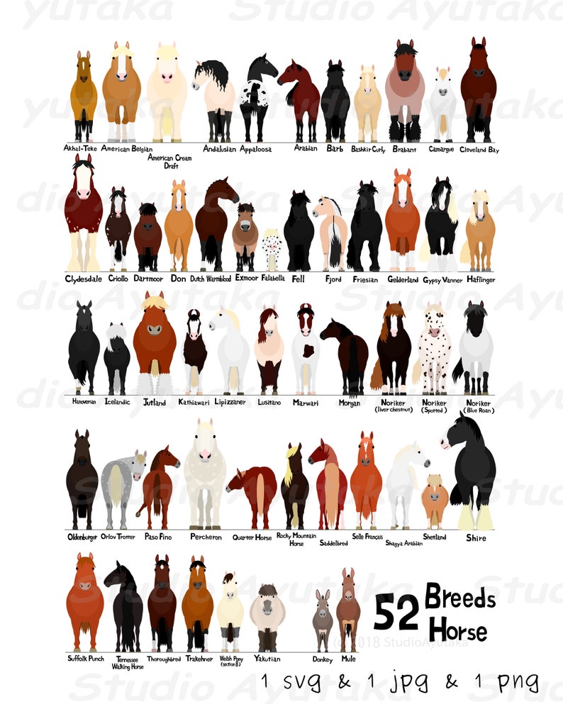 various breeds of horses chart, svg, jpg, png, 1620'' 画像 1