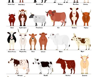 various breeds of cows chart#1, svg, jpg, 16*20"&A4