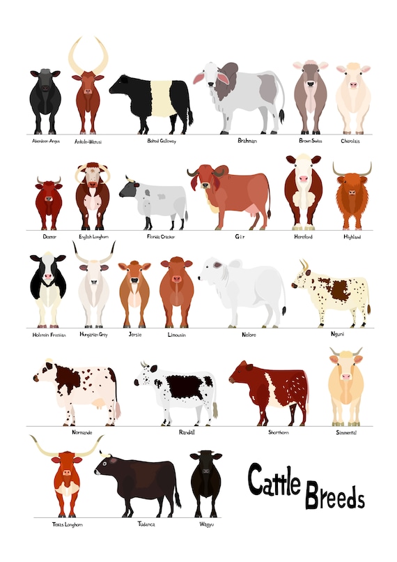 牛の品種一覧1 Various Breeds Of Cows Chart 1 Svg Jpg Etsy