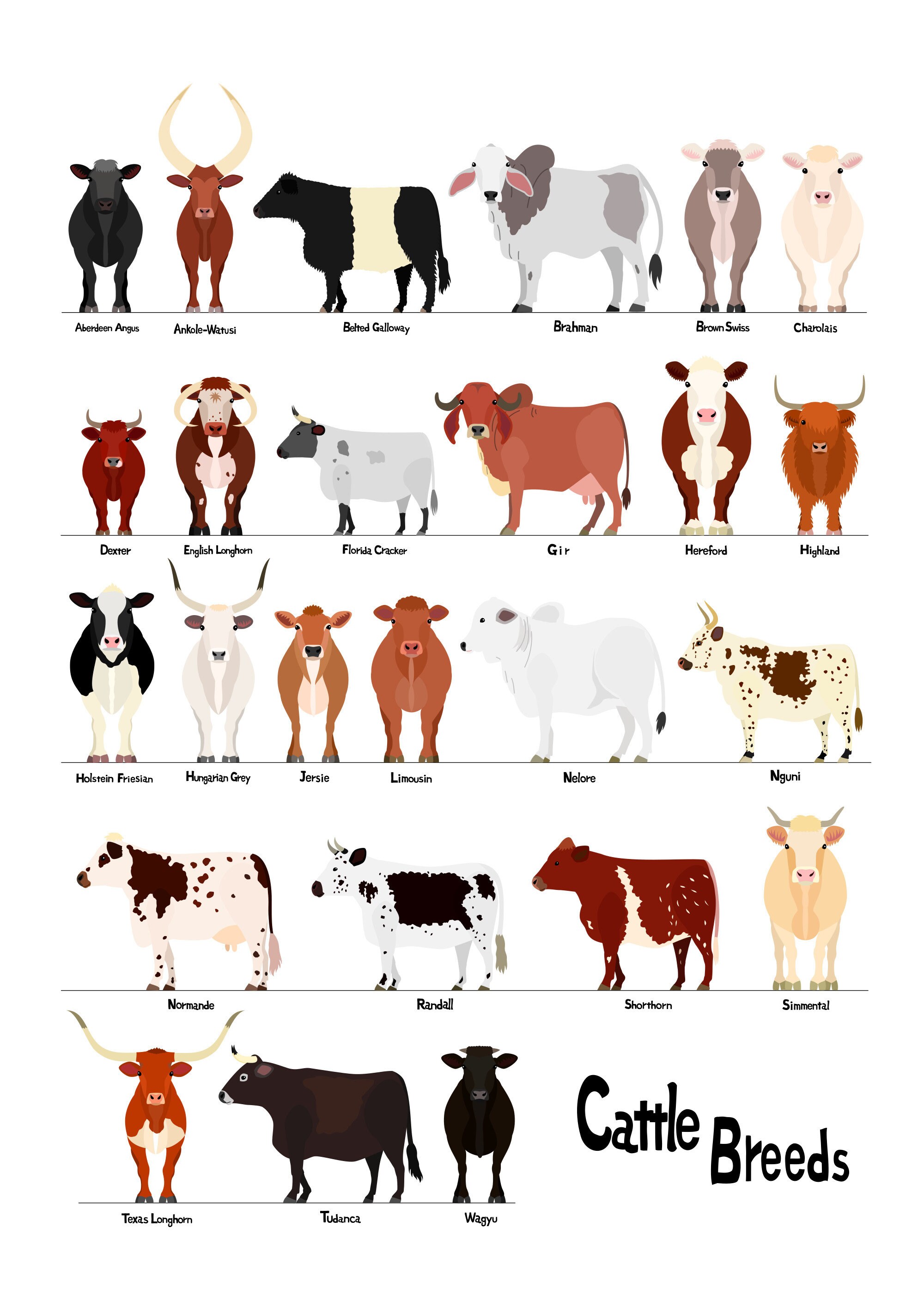Various Breeds Of Cows Chart1 Svg Jpg 1620 a4 Etsy Israel