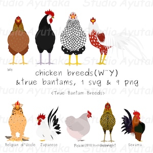 razas de pollos (W~Y) y gallos verdaderos, svg, png, ilustración, dibujo digital, hecho a mano