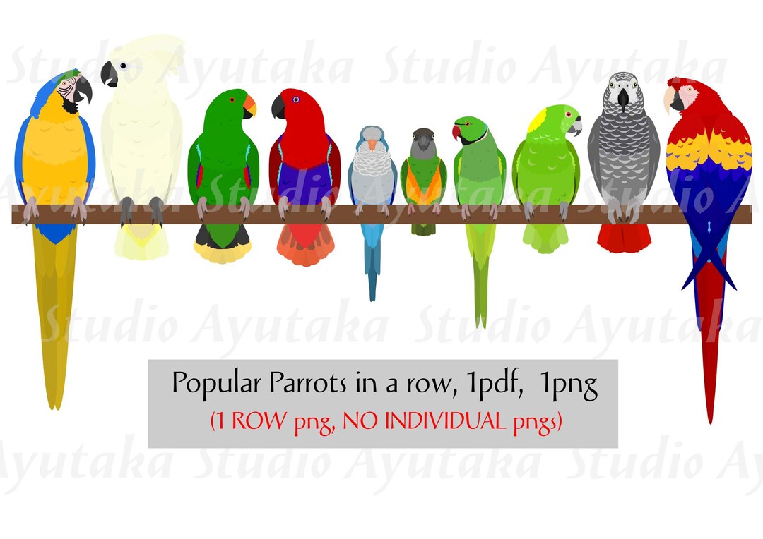 10 Popular Parrots Bundle, Pdf, Png, Illustration, Digital Drawing