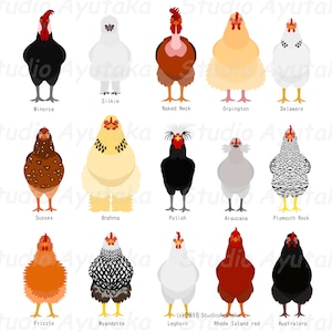 15 breeds of chickens bundle, svg, pdf, ai, png 画像 4