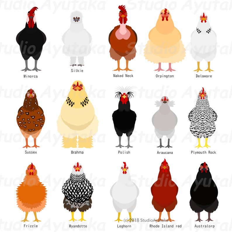 15 breeds of chickens bundle, svg, pdf, ai, png 画像 4