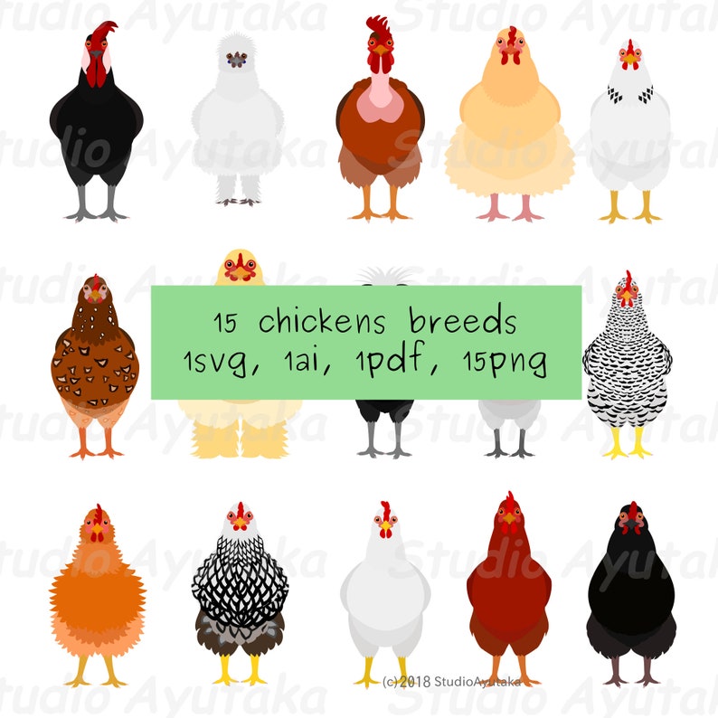 15 breeds of chickens bundle, svg, pdf, ai, png 画像 1