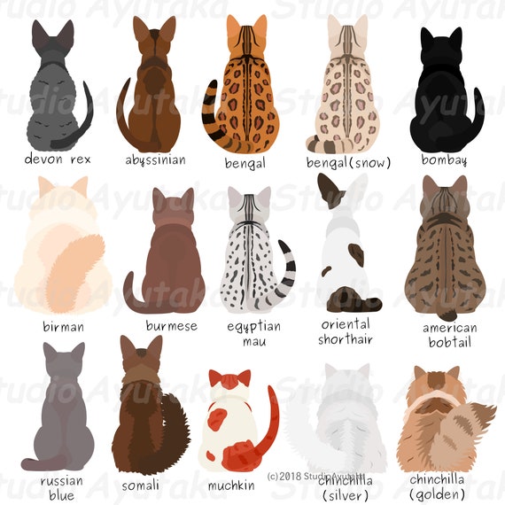 Kattenrassen