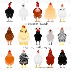 15 Breeds of Chicken Clipart Set, svg, pdf, ai, png, illustration, digital drawing, handmade