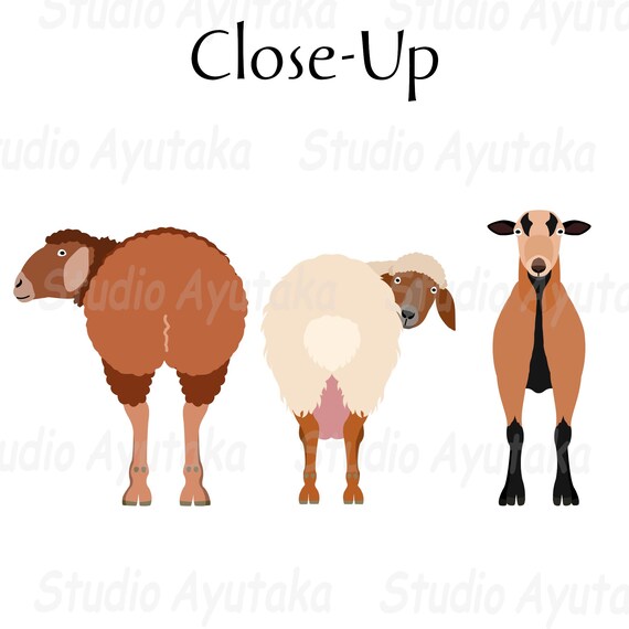 Sheep Breeds A~D Bundle, Ai, Pdf, Png - Etsy