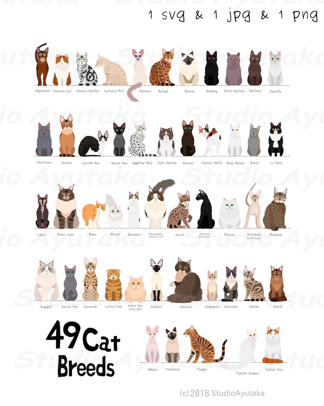 Cat Breeds: Top cat breeds with pictures and descriptions