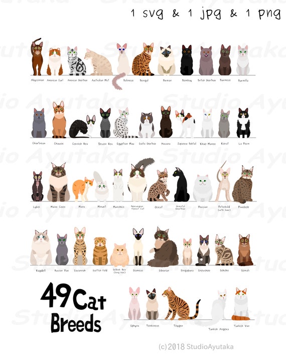 49 breeds of cats chart, svg, jpg, png, 16*20