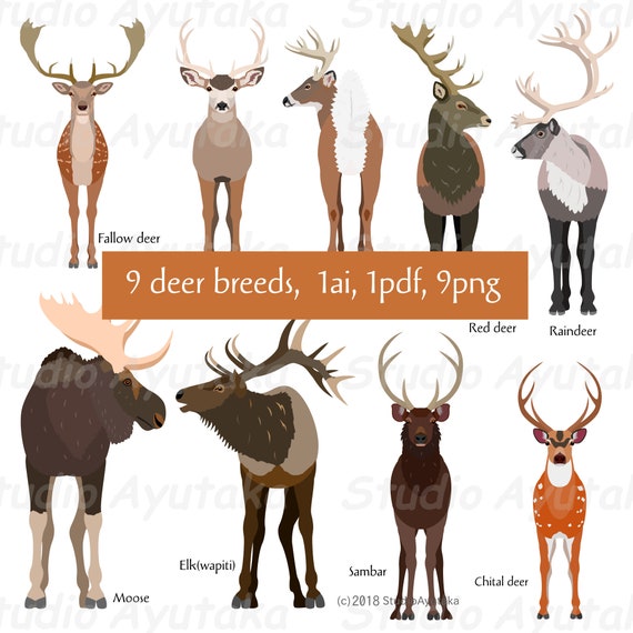 A deer / 鹿 61r98wdfwJL._AC_UF894,