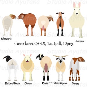 Schafrassen A~D Bundle, ai, pdf, png, Illustration, digitale Zeichnung, handgefertigt