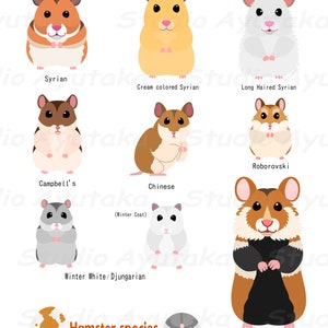 various species of hamster chart , svg, png, jpg, 16*20&#39;&#39;