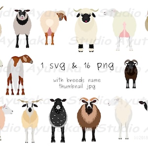 16 Schafrassen-Bündel, SVG, PNG, Jpg, Illustration, digitale Zeichnung, handgefertigt