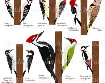 11 Spechtarten im Paket, Cliparts, EPS, PDF, PNG