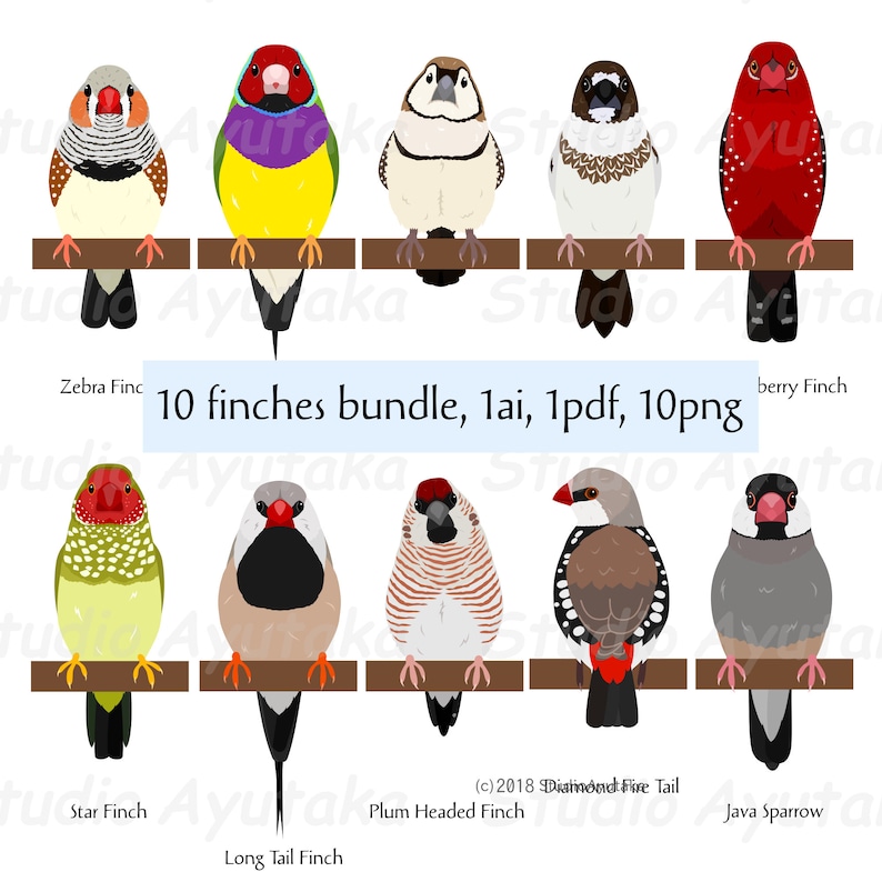 10 pet Finches bundle, ai, pdf, png image 1