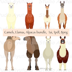 cammelli, lama, fascio di alpaca, png, ai, pdf, illustrazione, disegno digitale, fatto a mano