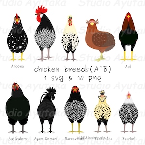 races de poulet (A~B), svg, png, illustration, dessin numérique, fait main