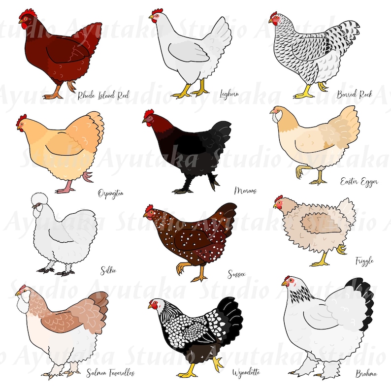 Chicken Side View Bundle, 1ai, 1pdf, 12png - Etsy