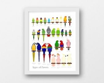 Papageienarten-Übersicht, Cartoon-Papageien-Übersicht, digitales Design, JPG, PDF, PNG, 16 x 20 Zoll, Illustration, digitale Zeichnung, handgefertigt