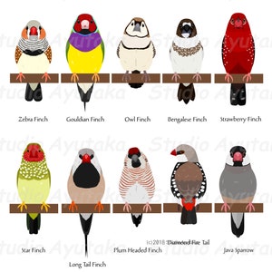 10 pet Finches bundle, ai, pdf, png image 2