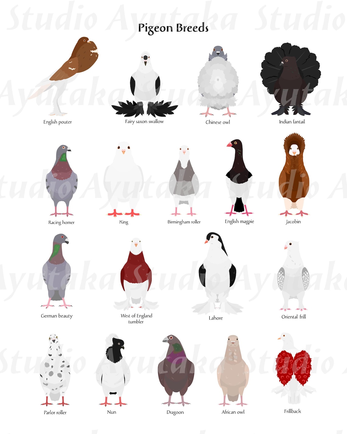 pigeon-breeds-chart-digital-design-jpg-pdf-png-16-20