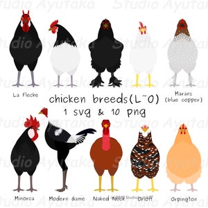 razas de pollos(L~O), svg, png, ilustración, dibujo digital, hecho a mano