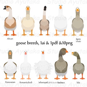 goose breeds, ai, pdf, png