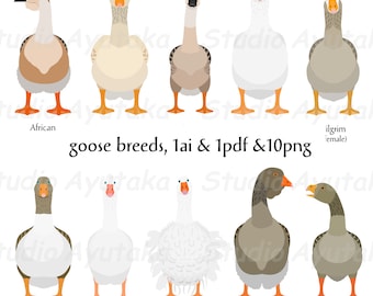 May include: Illustration of ten different goose breeds, including African, Pilgrim, Pomeranian, Roman, Sebastopol, Toulouse, and Tula. The illustration is in a cartoon style and features the geese facing forward with their wings tucked in.