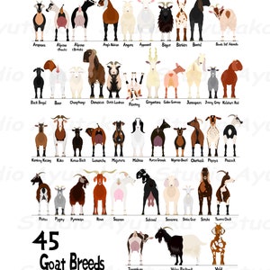 ヤギの45品種一覧/45 breeds of goats chart, svg, jpg, png, 16*20'', illustration, digital drawing, handmade
