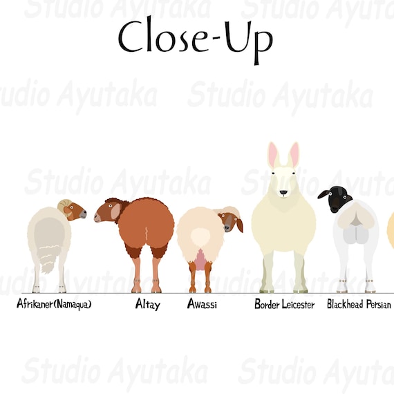 羊の種類一覧/46 Breeds of Sheep Digital Chart, svg, jpg, png, 16