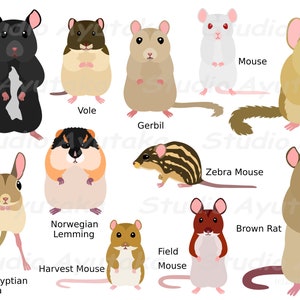 rats and mice bundle, ai, pdf, png image 4