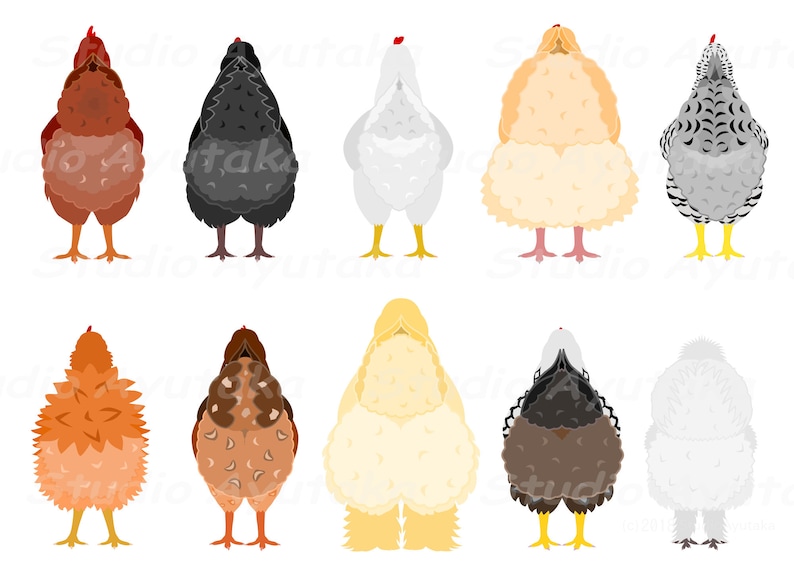 Chickens From Behind, 1ai, 1pdf, 10png - Etsy