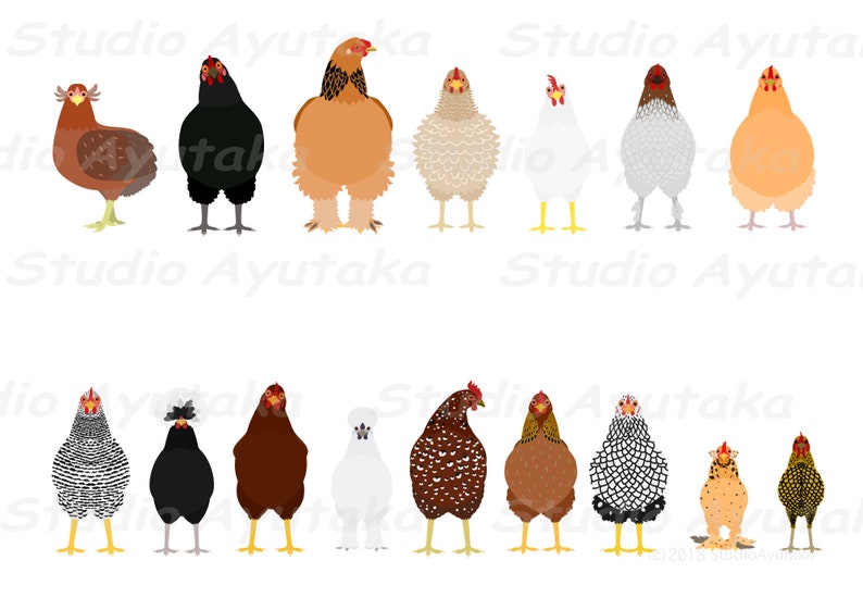 16 popular chickens bundle, svg, png 画像 2