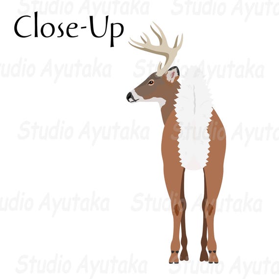 9 Deer Breeds Bundle, Png, Ai, Pdf - Etsy Finland