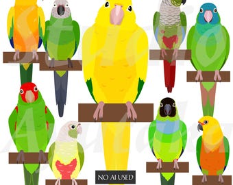 10 distinctive Conure parrots illustration bundle, png, eps, pdf